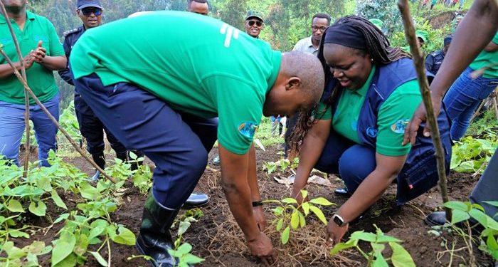 For the 2025/2026 fiscal year, Rwanda has set an ambitious target of planting 60 million trees.