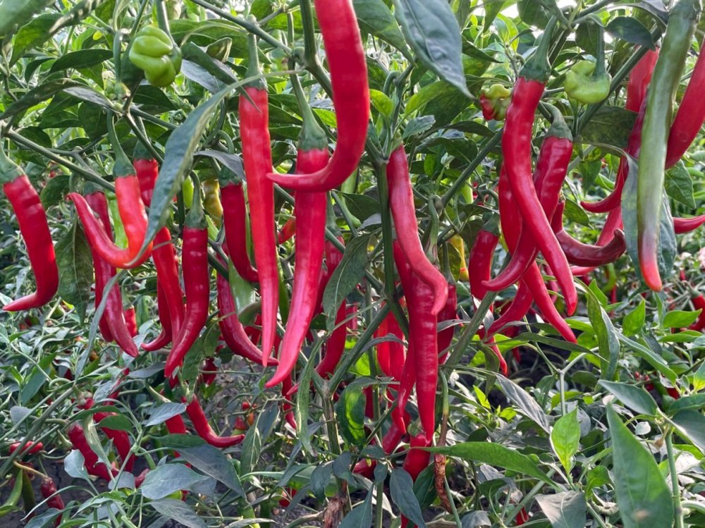 Horticultural produce was among the highest contributors to export revenues last week. 