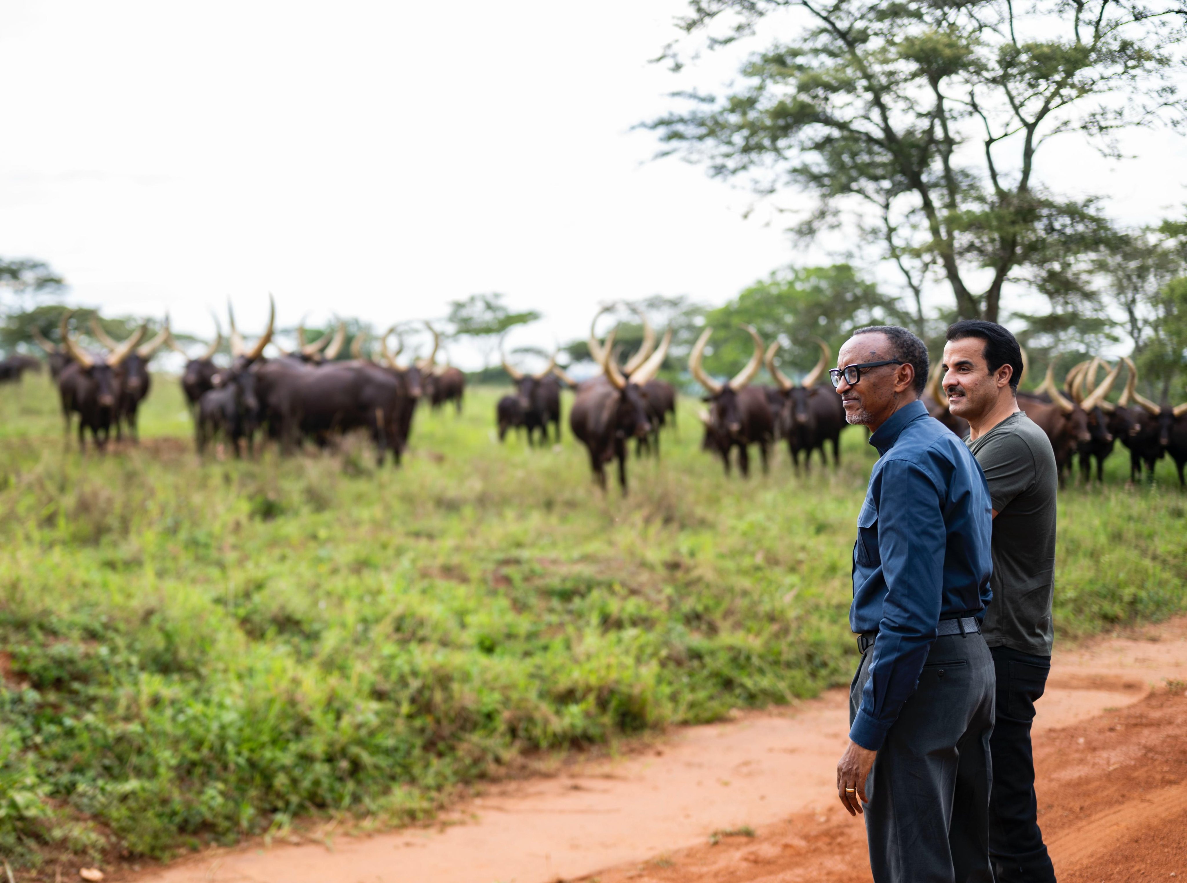 , President Kagame gifted the Emir of Qatar with Inyambo cows, an iconic and deeply revered symbol in Rwandan culture.