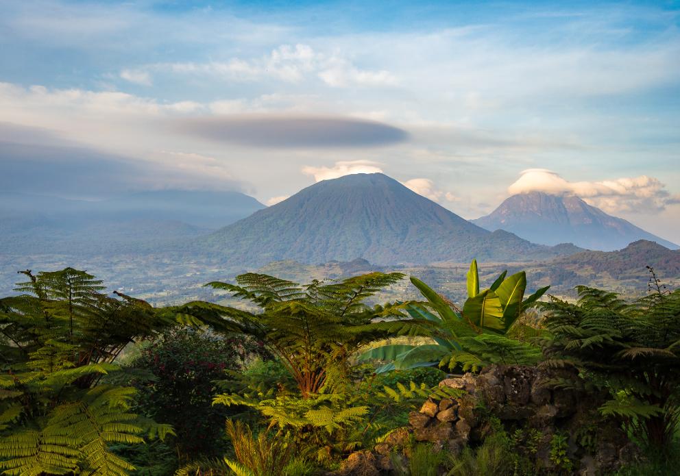 Volcanoes National Park covers the slopes of the Virunga Mountains, home to a chain of dormant volcanoes including Karisimbi.