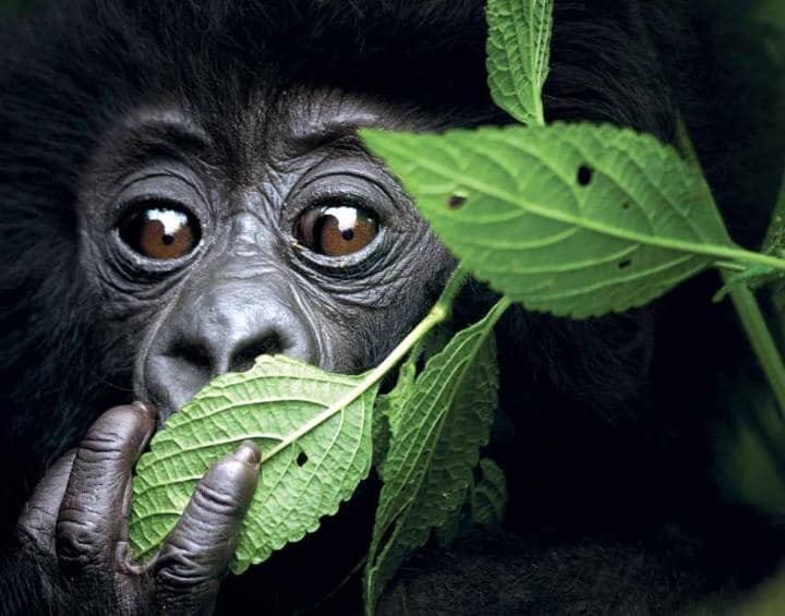 Rwanda's gorilla population is world-famous