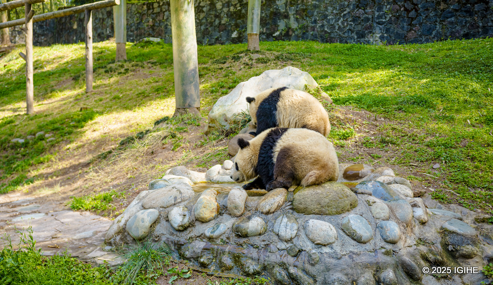 Giant pandas can give birth to twins, though in the wild, usually only one survives. In conservation centers, both are carefully raised.