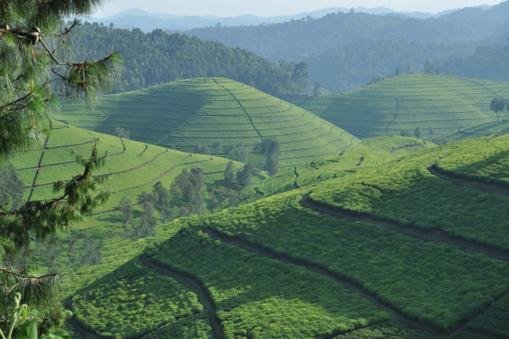 Rwanda has become the first African and low-income country to benefit from the Resilience and Sustainability Facility (RSF) as a recognition of the country’s commitment to strengthen its resilience to climate change.