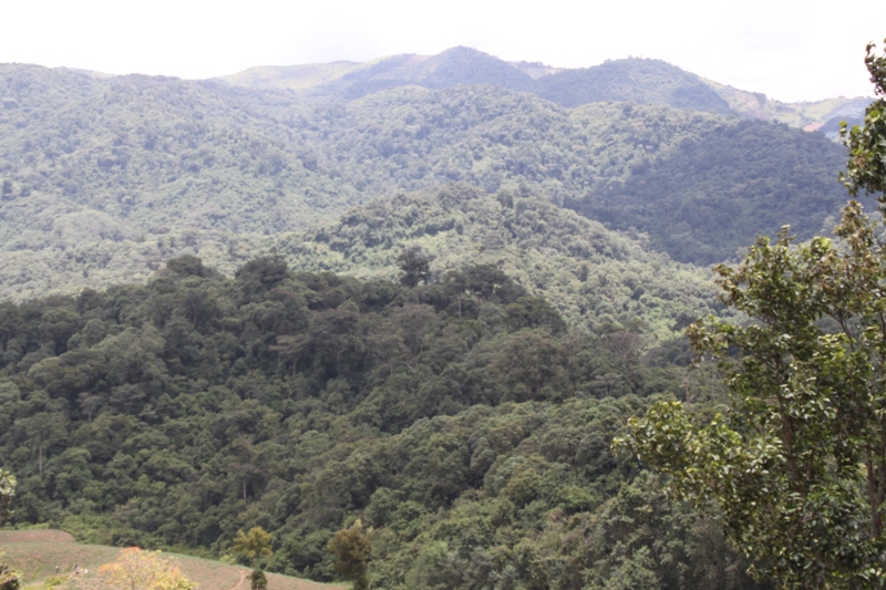 Gishwati forest