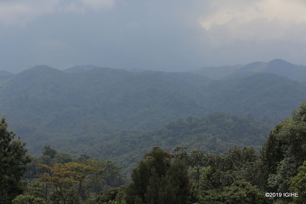 As one of the few remaining natural forests in the Congo-Nile Divide, Gishwati-Mukura is a haven for wildlife enthusiasts and nature lovers.