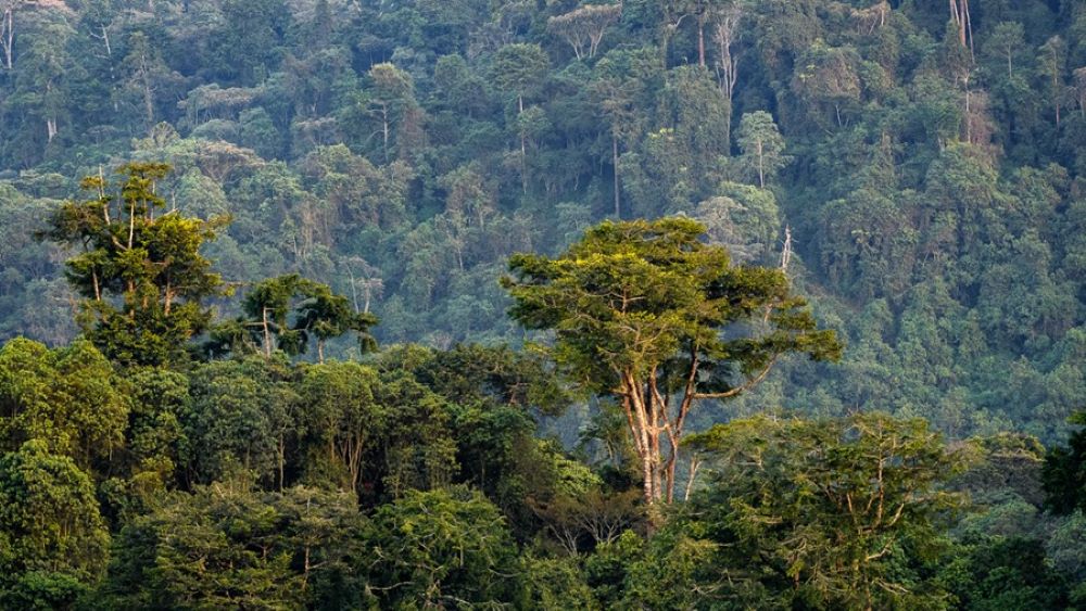 Gishwati-Mukura National Park also boasts over 250 plant species.