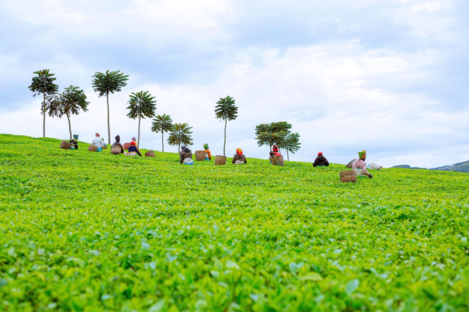 Farmers harvesting tea at Gisovu Tea Estate. Silverback Tea supports more than 11,000 smallholder farmers.