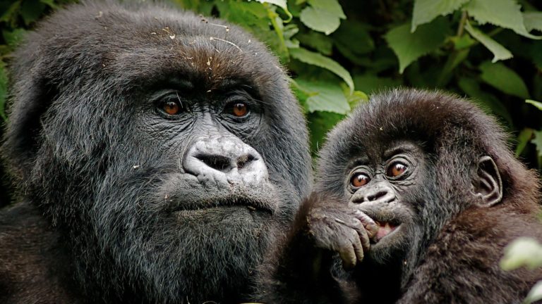 So far, 20 mountain gorillas in Volcanoes National Park have been successfully integrated into the system, enabling the apes to "pay" for essential conservation services like hiring park rangers who protect them.