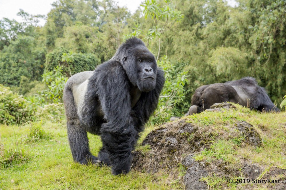 As part of efforts to revive the tourism sector adversely hit by the Covid-19 pandemic, Rwanda slashed gorilla trekking fees by between 86% for Rwandans and 67% for foreigner living in Rwanda.