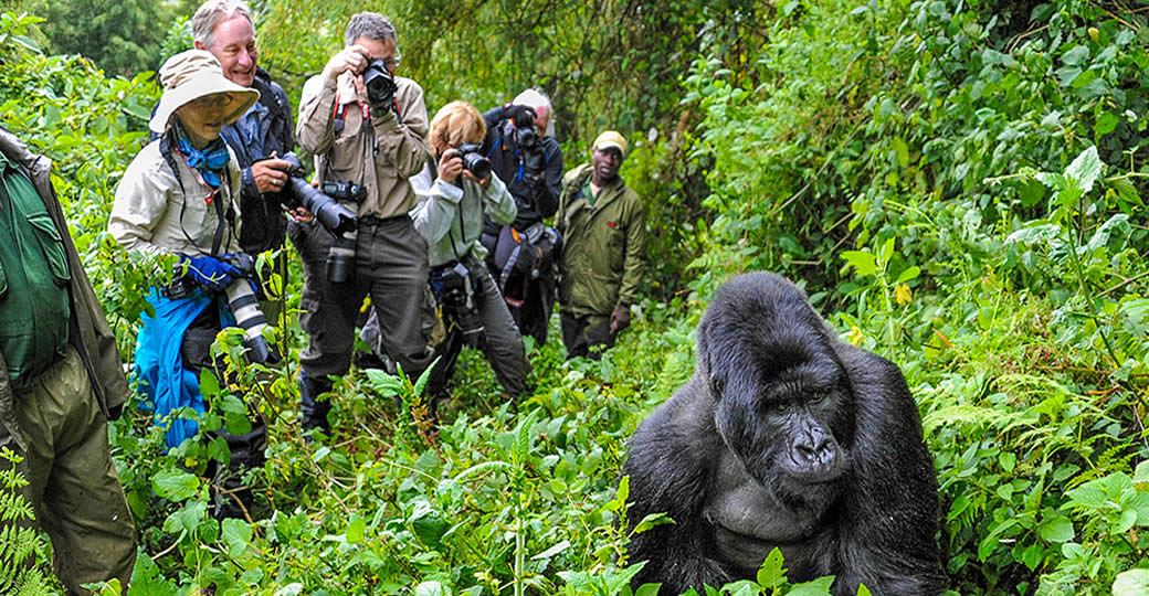 Gorilla trekking activities are expected to generate the most revenue for the tourism sector, at $200 million in 2024.