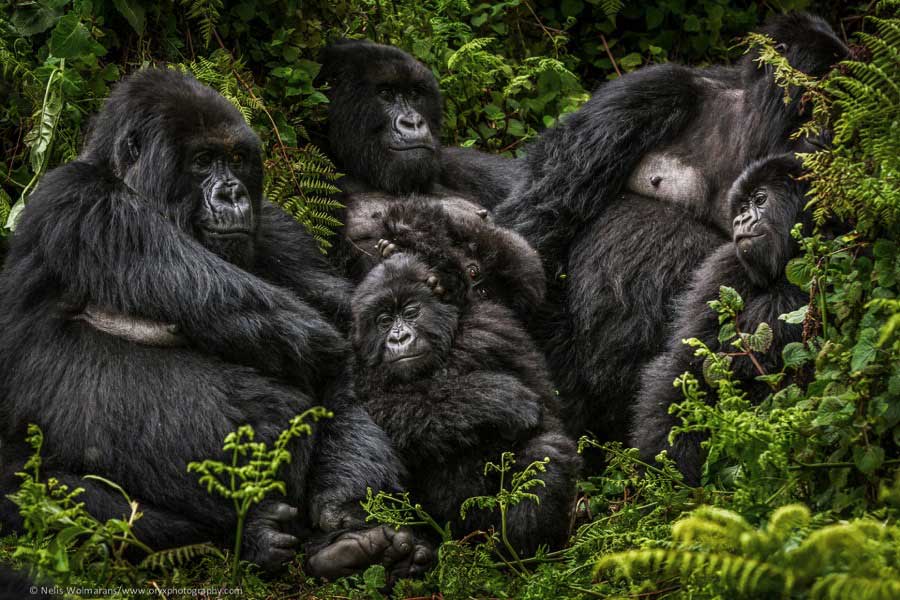 Mountain gorillas are endangered species with only around 880 remaining in the world.