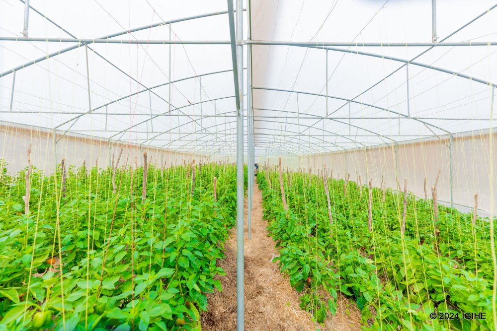 Rwanda aims to boost agricultural production by 50% by 2028/2029.