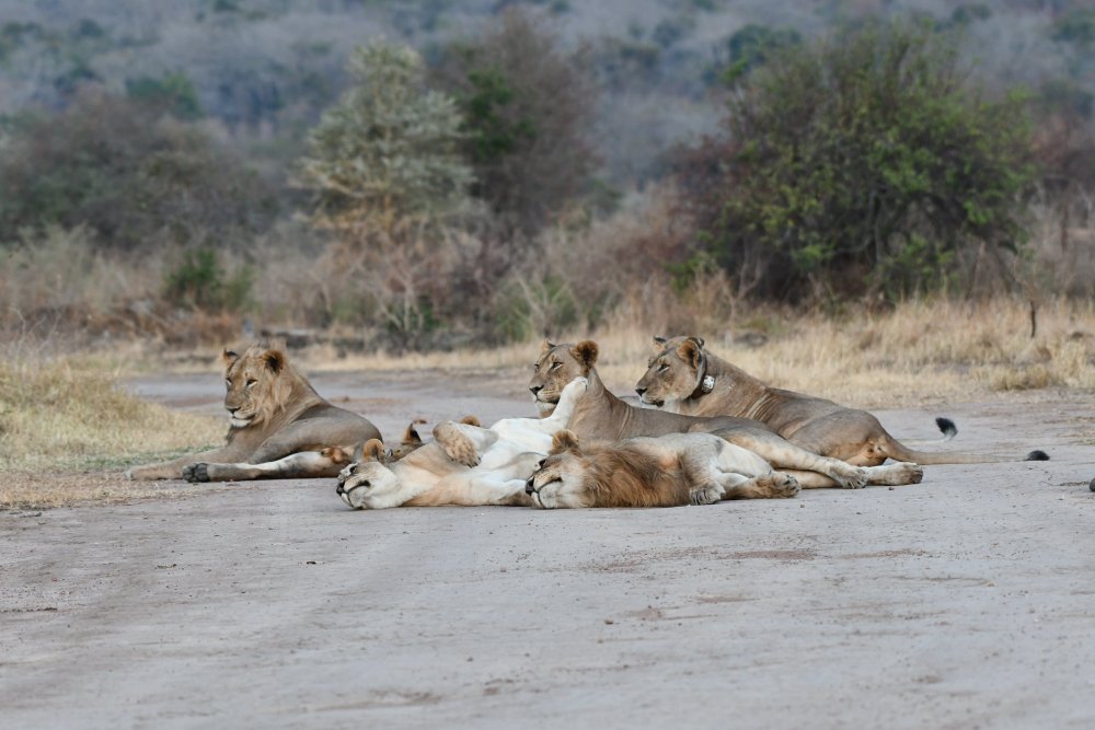 Lions at Akagera National Park.