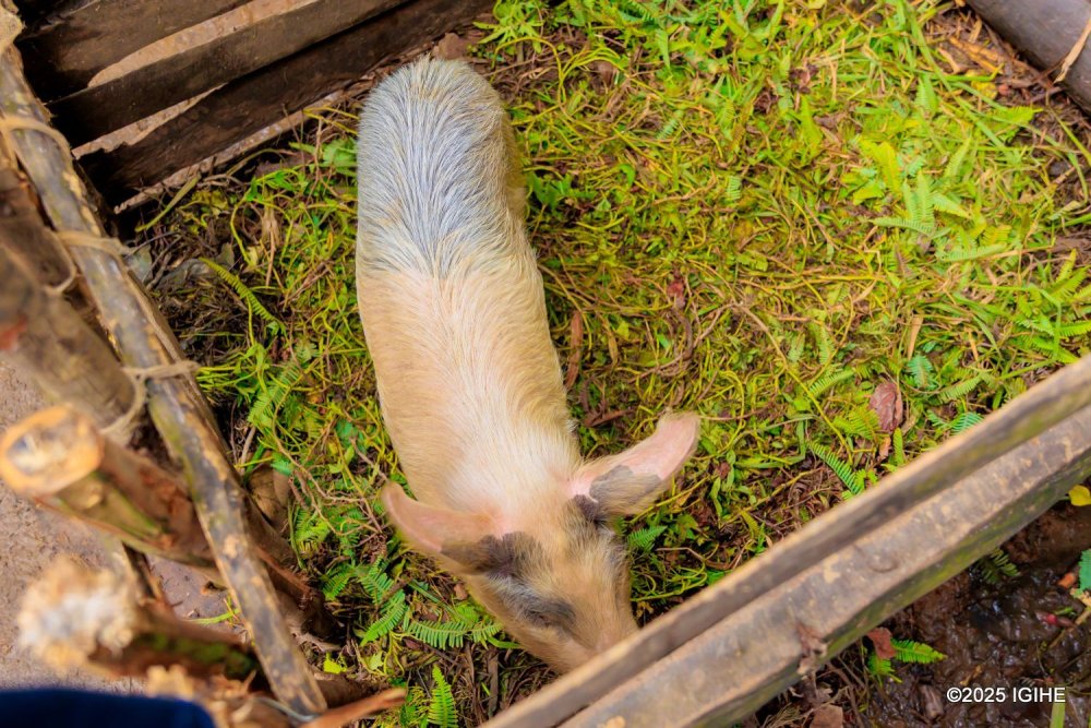 Households of elderly people who lacked the strength to raise cows were provided with small livestock, including pigs.