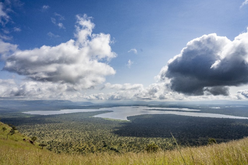 Along the shores of Lake Hago, visitors can often spot buffaloes leisurely roaming.
