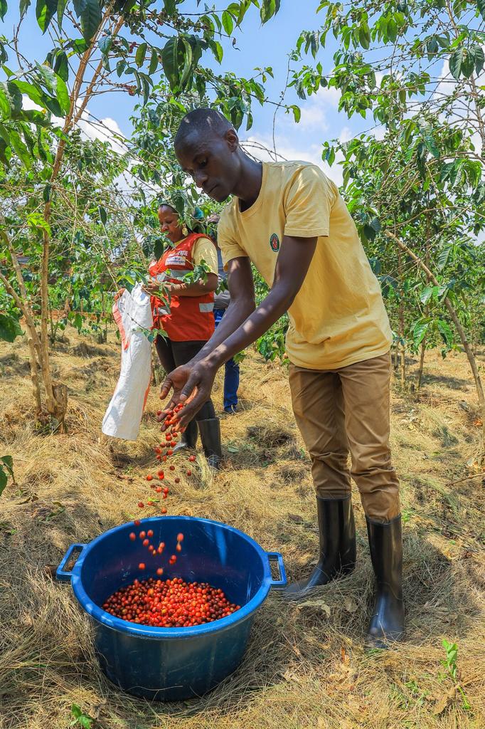 Farmers have been raising concerns over low price for coffee produce.