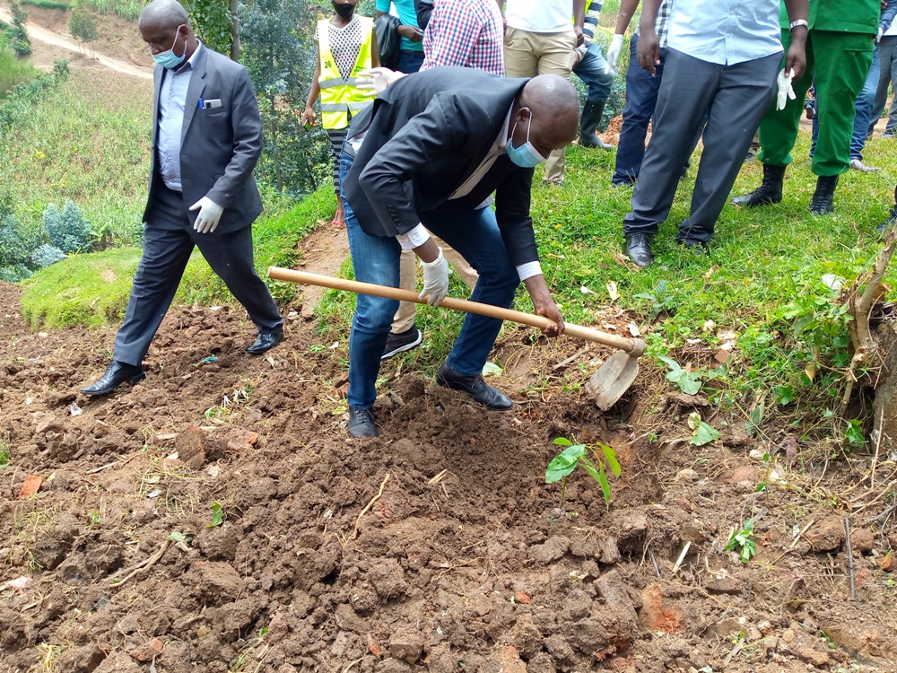 Different trees have been planted to prevent Sebeya flooding.