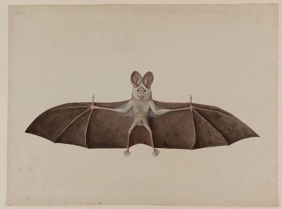 Bats have elongated finger bones that serve a purpose similar to struts on an airplane wing, providing support and maneuverability during flight.