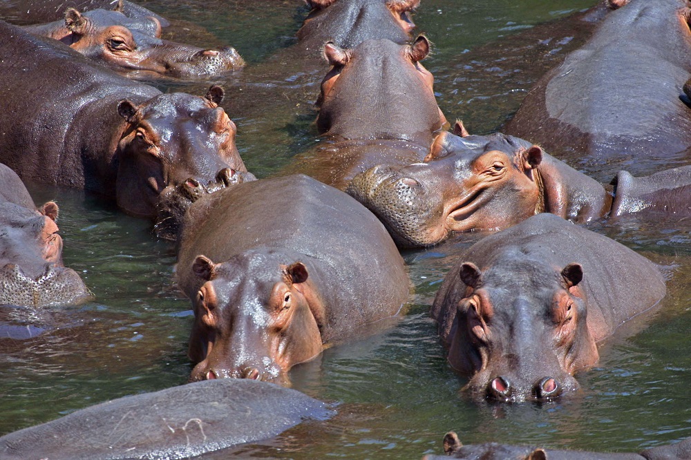 Hippos have injured two in Kayonza.  