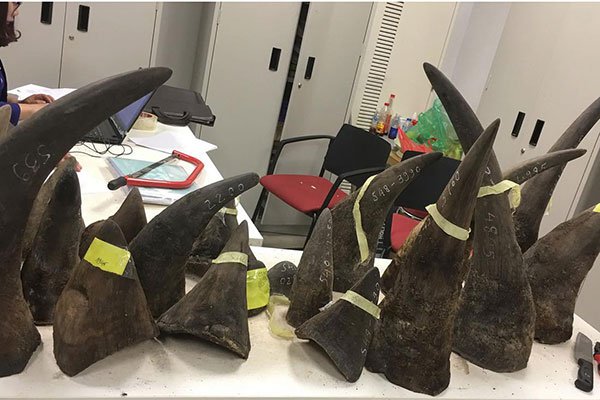 Seized smuggled rhino horn from Kenya are displayed at a customs office in Hanoi on March 14, 2017.
