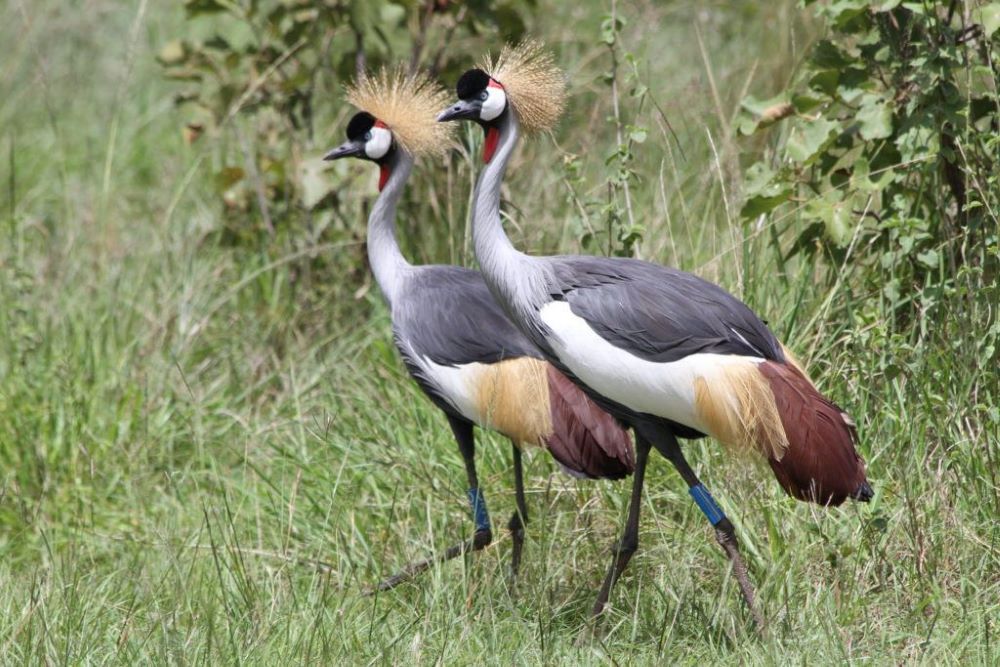 Umusambi village has shot to stardom globally by providing a conducive environment for more than 50 grey-crowned cranes.
