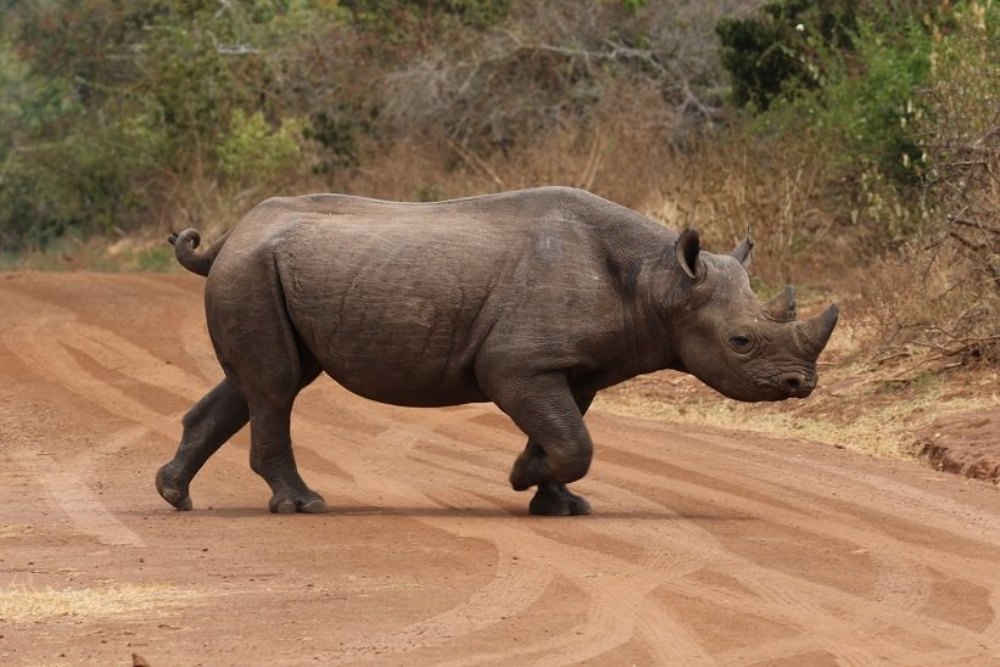 Rhinoceros; One of the recently added breeds