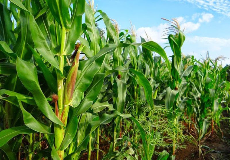 The Ministry of Agriculture and Animal Resources (MINAGRI) has announced that Rwanda will stop importing maize seeds starting next year.