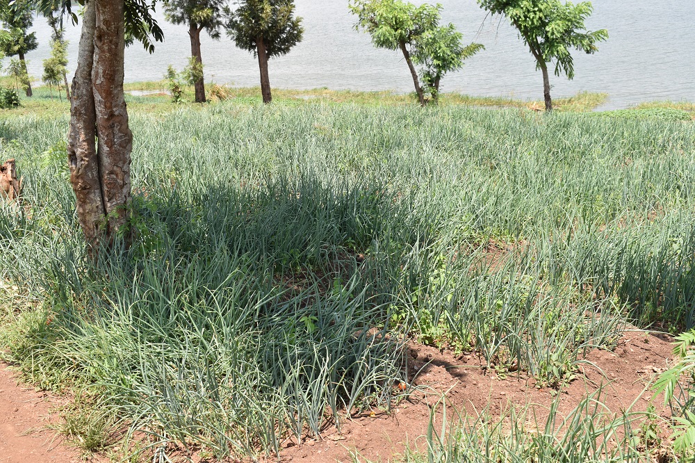 Onions are also among the vegetables they grow