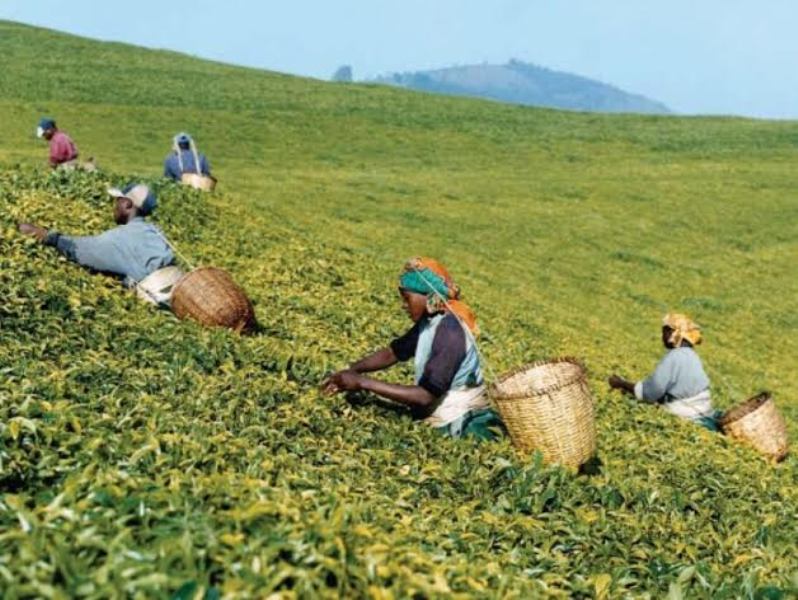 Nyabihu residents harvesting tea