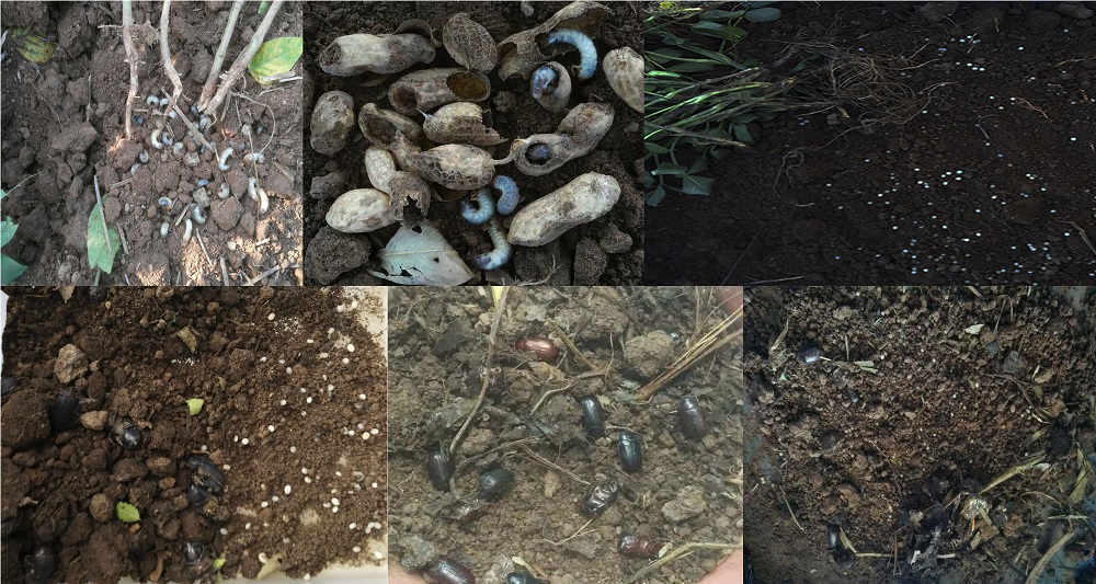 One soil insect pest lay between 150 and 200 eggs and only one insect is enough to cause irreparable crop damage.