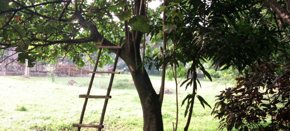 The tree from which the man was found hanging.