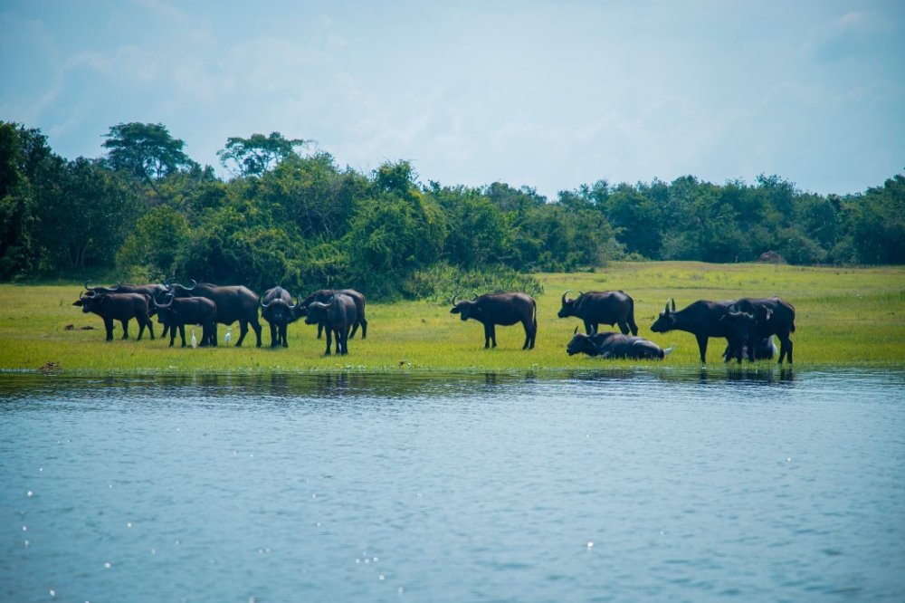 As the largest lake in the park, Lake Ihema is home to a rich diversity of wildlife.