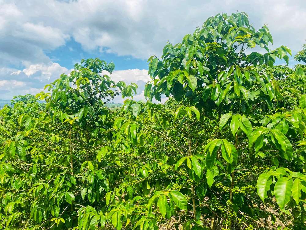 Rwandan coffee is a source of national pride.