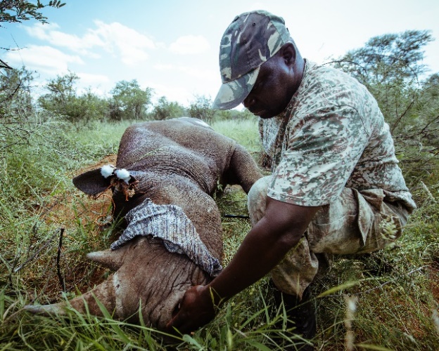 Eastern black rhinos are coming back to Rwanda after 10 years of extinction.