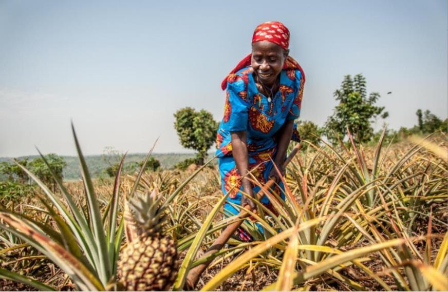 Theresie Nyirantozi, a member of Tuzamurane Cooperative weeding her pineapple field in Kirehe District. Photo by Oxfam