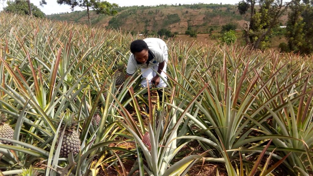Uwizeyimana Jacqueline, a pineapple farm in Gahara sector, Rubimba cell