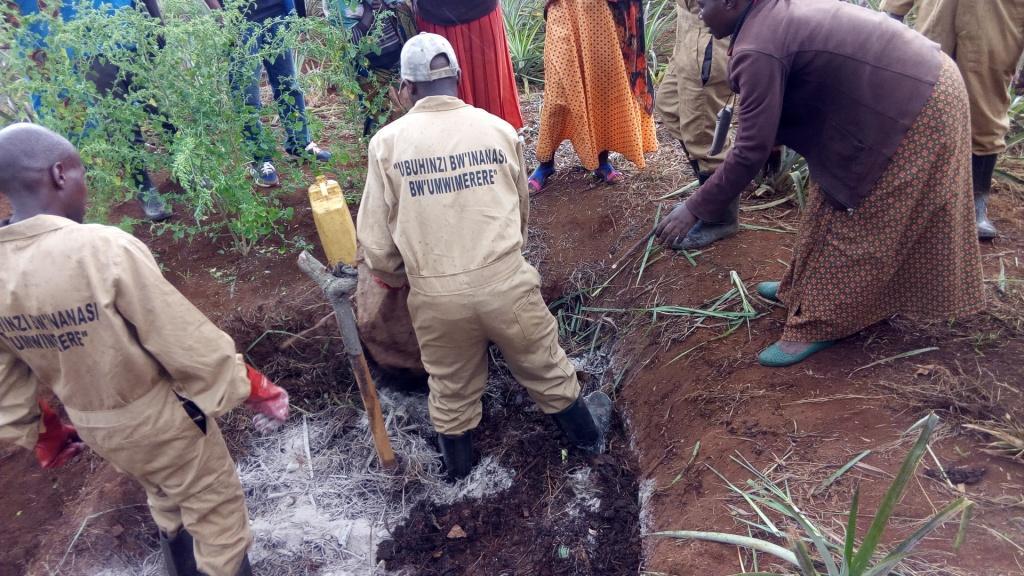 Organic pineapple farmers preparing compost