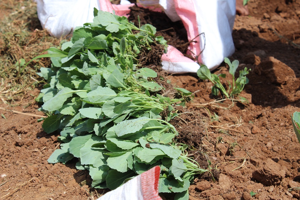 Cabbages are among planted vegetables. 