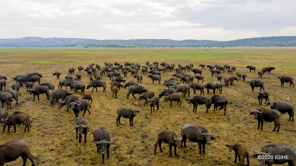Buffaloes in Akagera National Park.