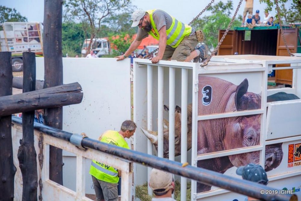 Akagera National Park’s Eastern Black Rhino population has grown with the arrival of five new individuals from European zoos.
