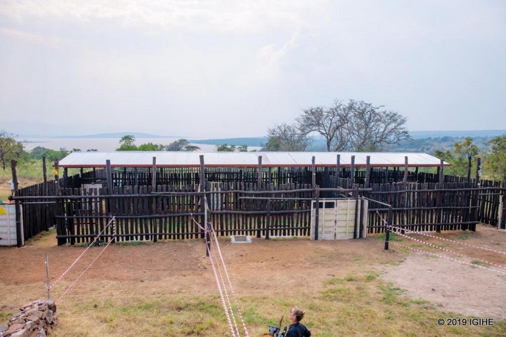 All five Eastern black rhinos were released into enclosures in the park where they will remain for at least three weeks to ensure they have time to acclimatize to their new environment.