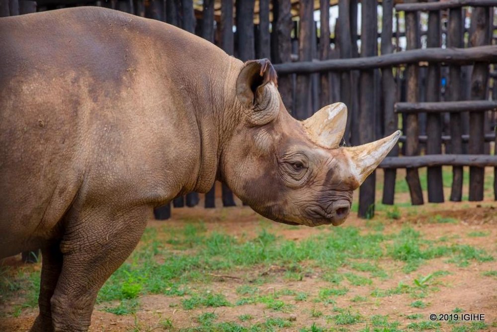 Black rhinos are considered critically endangered by the International Union for Conservation of Nature (IUCN)
