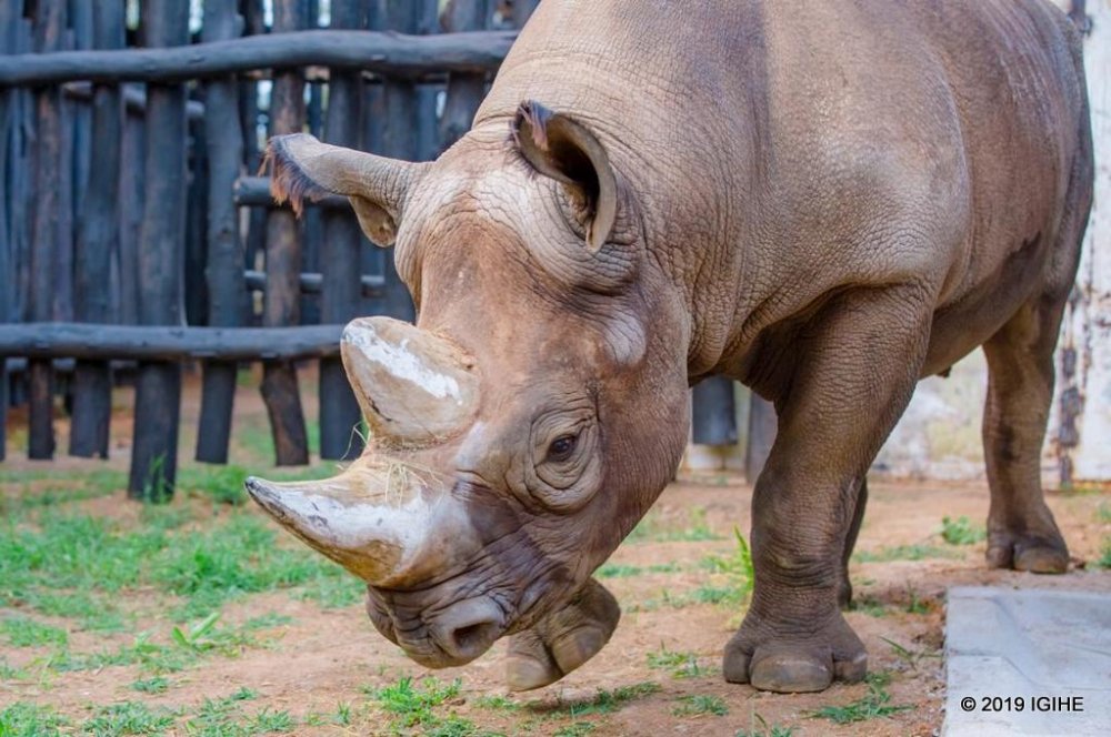 Two male and three female Eastern Black Rhinoceroses were released into the wild of Akagera