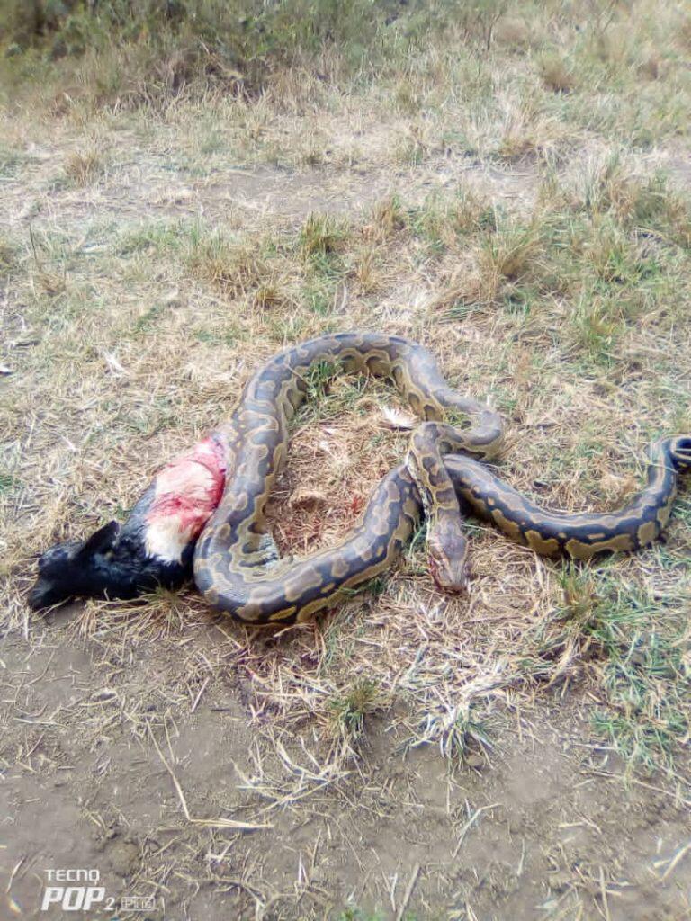 The python was killed yesterday in Kayonza district.