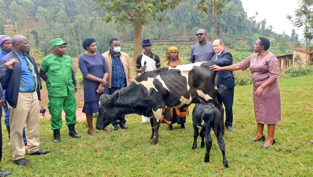 The Ambassador of Israel to Rwanda, Dr. Ron Adam handing over cows to beneficiaries. 