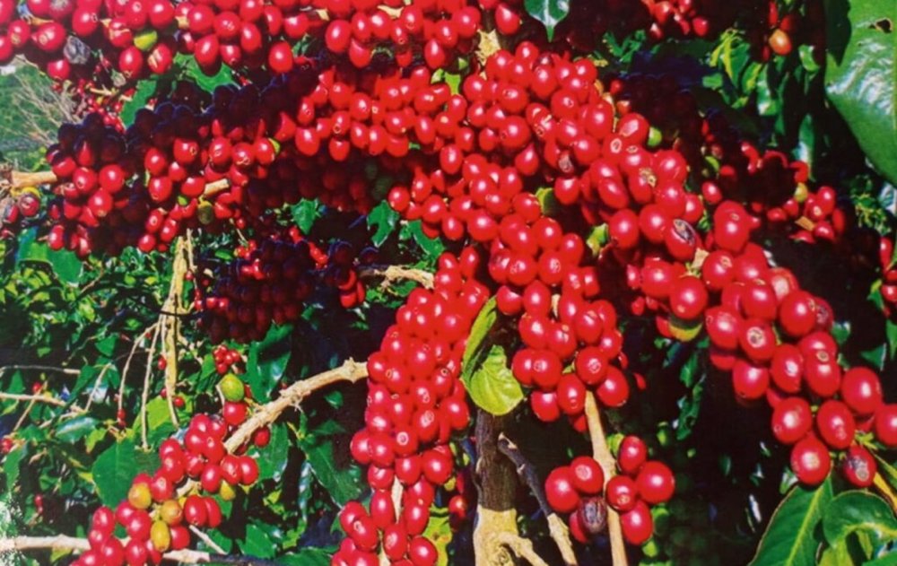 Rwanda is projected to earn up to $192 million from coffee exports this year, according to figures from the National Agricultural Export Development Board (NAEB). The revenue will come from an estimated 32,000 tonnes of coffee destined for international markets.