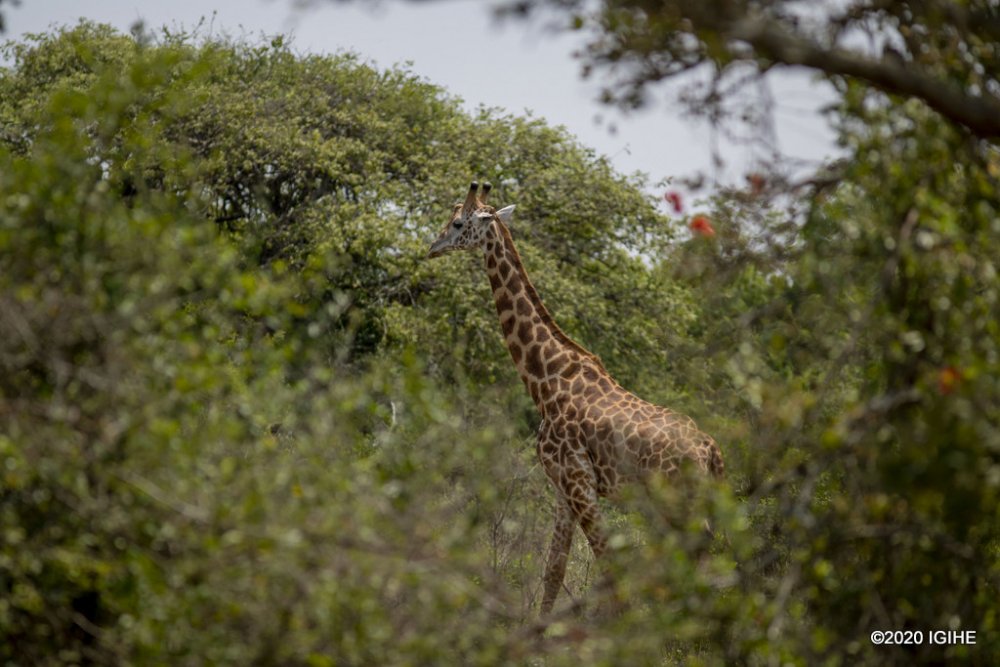 A giraffe at Akagera National Park.