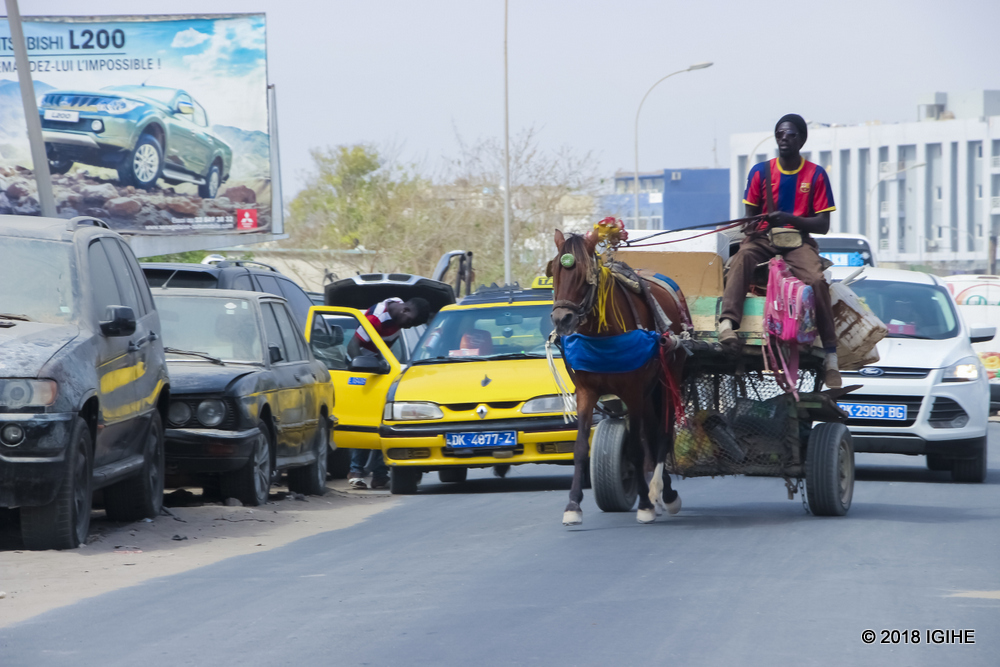 Horses are a casual sight as it is a very common mode of transport in Dakar