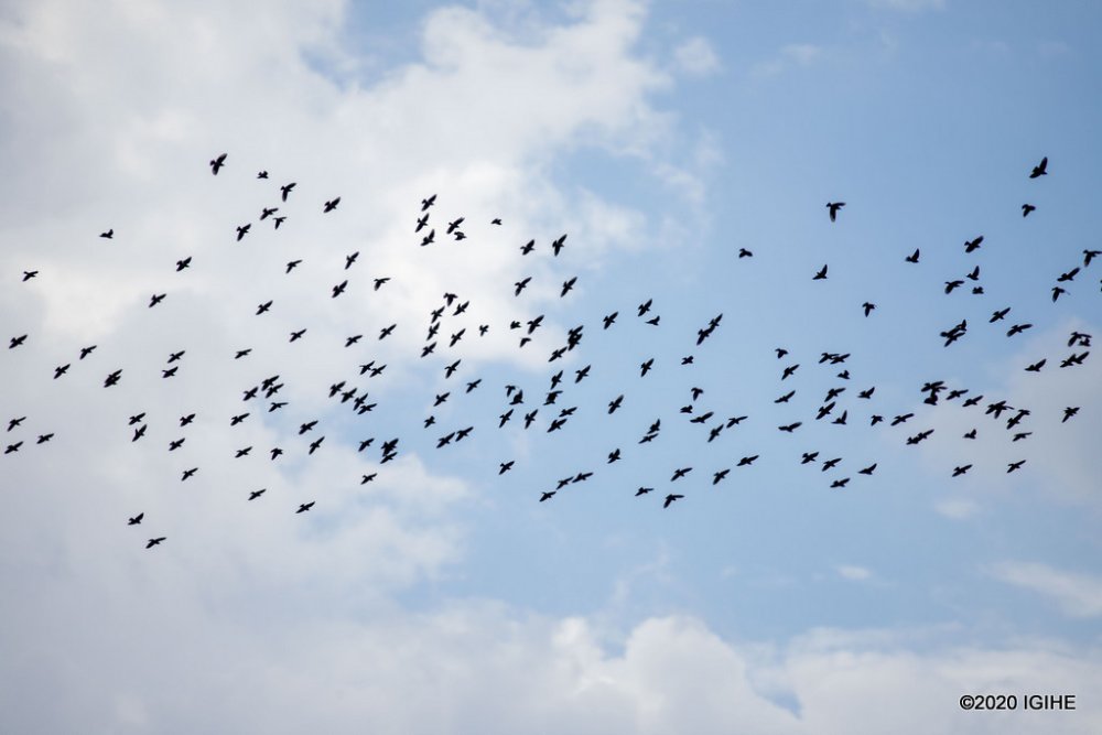 There are various species of birds at Akagera National Park.