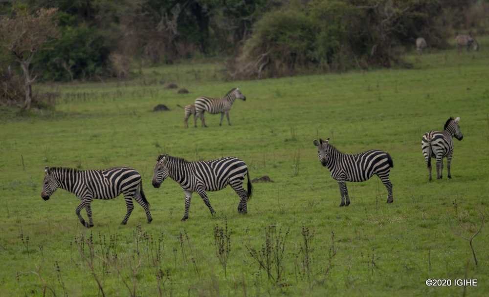 Zebras in Akagera National Park.